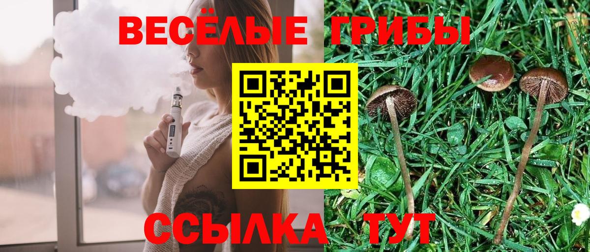Галлюциногенные грибы Psilocybe Геленджик